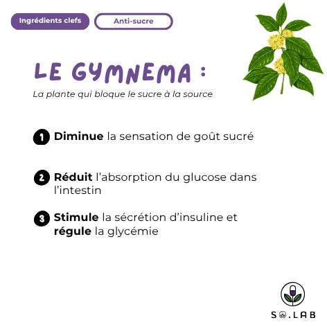Découvrez le gymnema, une plante qui bloque le sucre à la source. Elle diminue la sensation de goût sucré, réduit l'absorption du glucose dans l'intestin et stimule la sécrétion d'insuline et régule la glycémie. Retrouvez-les dans notre cure anti-sucre Sweet Control et dans notre spray Sweet Block. Stop sucre