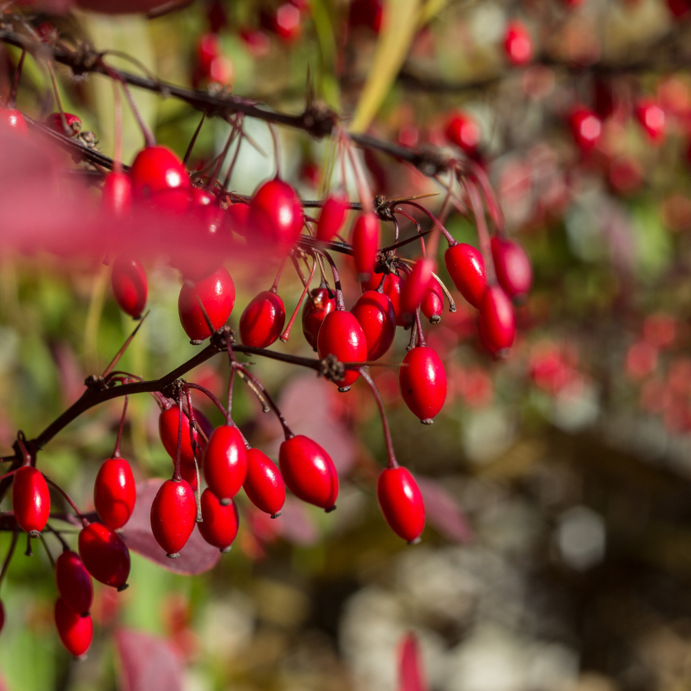 Illustration de la berbérine, ingrédient naturel reconnu pour ses bienfaits sur la régulation du sucre sanguin et du métabolisme.