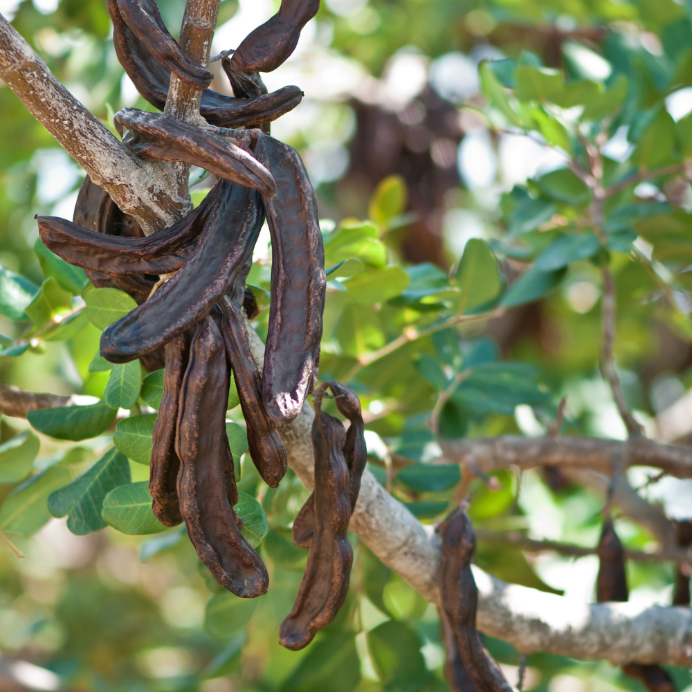 Image de la caroube, ingrédient naturel utilisé pour ses propriétés coupe-faim et son soutien à la digestion 