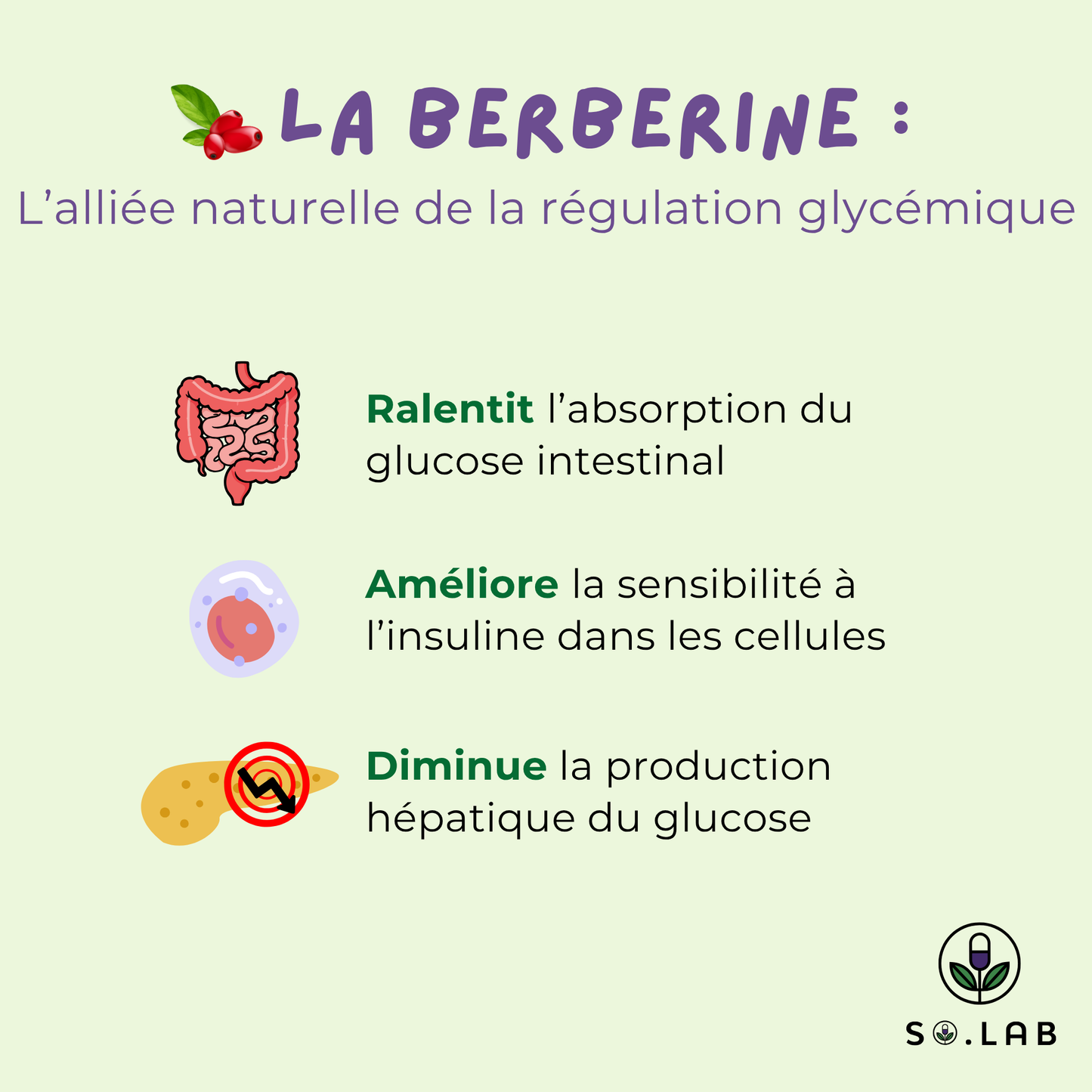 Découvrez la berberine, un allier naturelle de la régulation glycémique qui ralentit l'absorption du glucose intestinal, améliore la sensibilité à l'insuline dans les cellules et diminue la production hépatique du glucose. Retrouvez-les dans notre cure anti-sucre Sweet Control.