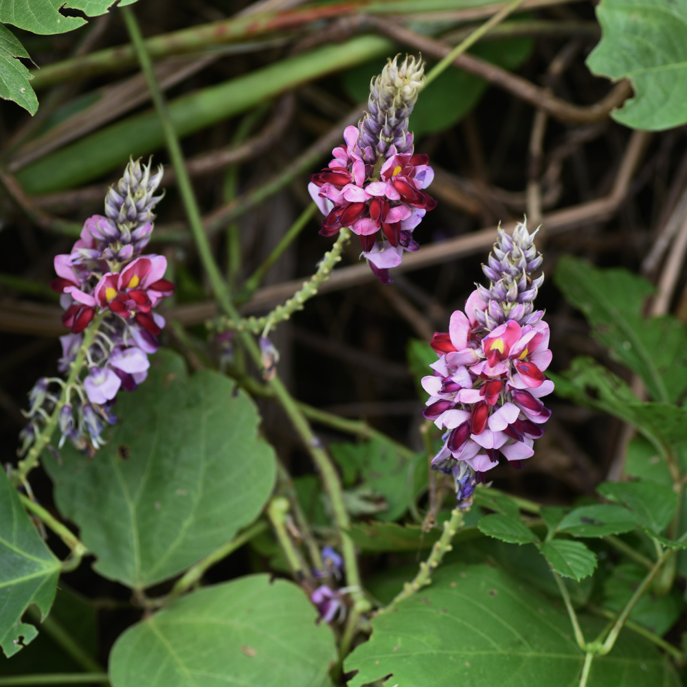 Photo de la plante Kudzu, utilisée pour son action sur les comportements addictifs/envies compulsives et le soutien du métabolisme. Stop sucre