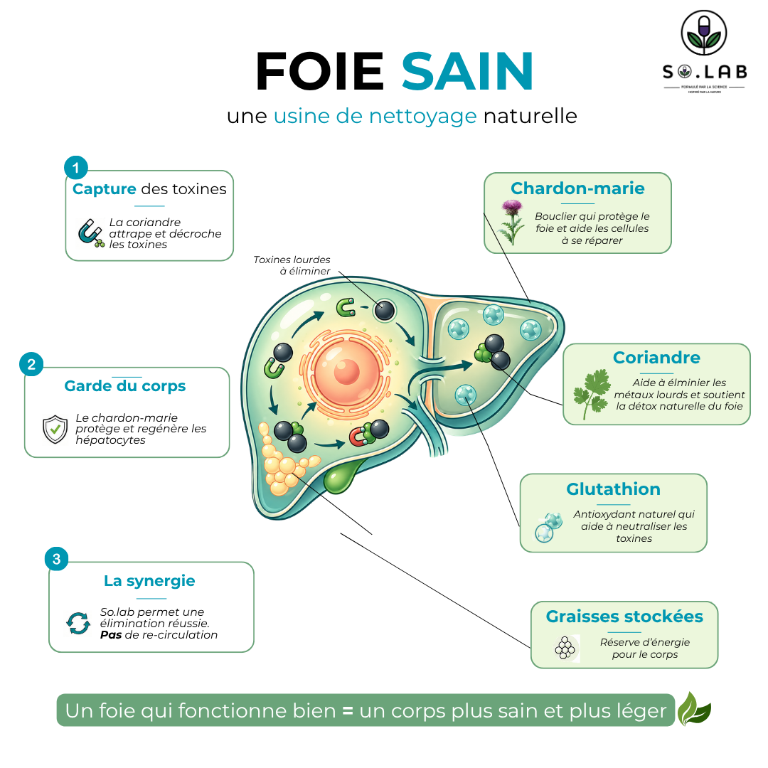 Schéma montrant comment avoir un foie sain et en bonne santé